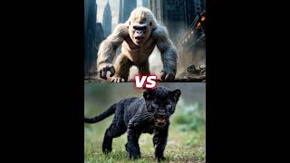 baby black panther vs lion vs bull animals [upl. by Eseerahs]