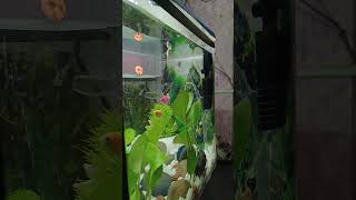 molly fish tank update fishtank fishbowl aquarium fishbowl subscribe mollies [upl. by Kcirederf]