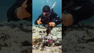 💕 Divers fall in love with seahorses❤️👍 beach scubadiving ocean fish seahorses oceanlife [upl. by Attena]