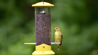 Wild Bird Centers Goldfinch Tube Feeder [upl. by Raasch]