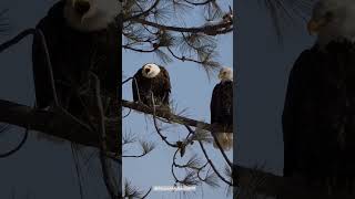 Eagle Sounds The Most Motivational Sound Experience eagle [upl. by Groscr446]