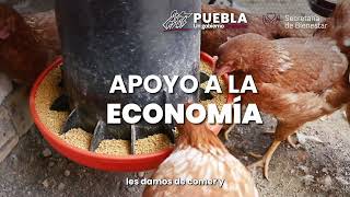 Programa Integral Alimentario quotMódulo Avícolaquot [upl. by Yrreb]