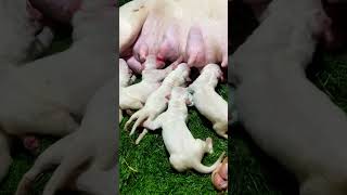 The Cutest Little Paws You’ll Ever See 🐶😍 dogoargentino newbornpuppy cutepuppies [upl. by Treva]