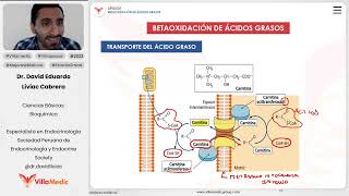 Lípidos  Betaoxidación de ácidos grasos [upl. by Aneer660]