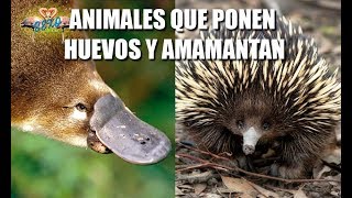 ANIMALES MAMÍFEROS que ponen HUEVOS [upl. by Haramat]