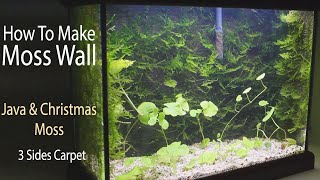 Moss Wall Aquascaping amp 3 Sides Carpet  15 weeks growing [upl. by Lertnom]