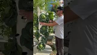 do vertical farming 🤯🌾farming discover scince viralvideo [upl. by Zara]