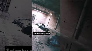 jaisingh solanky dairy farm [upl. by Aiuqcaj]