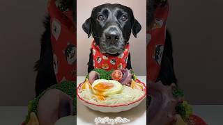 Breakfast Time🥚puppy dog dogfood shorts shortsvideo youtubeshorts [upl. by Kahle633]