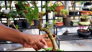 Repotting and pruning a Tecoma Capensis  Cape Honeysuckle bonsai [upl. by Ajaj750]