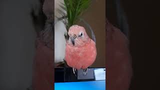 bourke parakeet singing [upl. by Adnaral98]