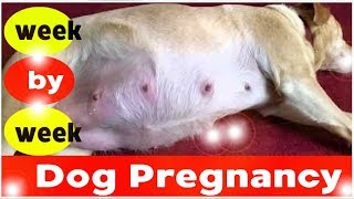 Dog Pregnancy Week by Week Images 2019 [upl. by Moreno]