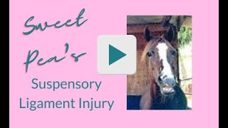 Healing a Horses Chronic Suspensory Ligament Injury [upl. by Nayrda]