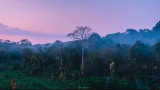 A compilation of timelapses I shot in Kerala 🌴 [upl. by Gnanmas]