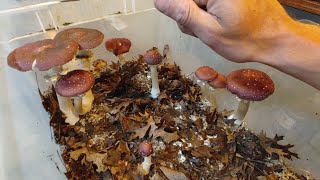 Growing Edible Mushrooms in a Tub  Indoor Wine Caps [upl. by Alia]