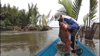 Inilah Ikan Mangrove Jack terbesar selama saya mancing joran bambuMancing joran bambu [upl. by Preuss]