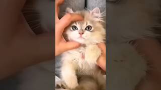 Vídeo de gatinhos fofos cute gatosengraçados gatos shorts viral kitten [upl. by Nortna]