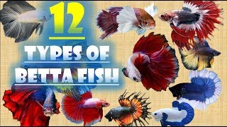 12 Types of Betta Fish [upl. by Elocel]