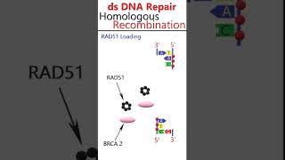 Homologydependent double strand DNA break repair animation csirnetgate [upl. by Gwennie]