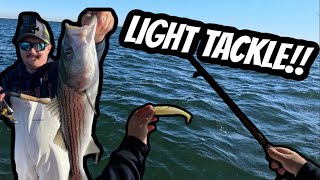 LIGHT TACKLE Striped Bass Fishing [upl. by Prager]