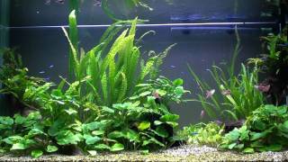 My Aquarium HD [upl. by Chantalle]