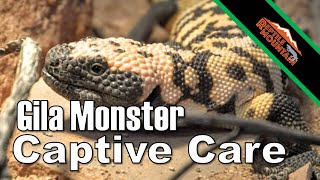 Gila Monster Captive Care  Ep 55 [upl. by Atteuqnas107]