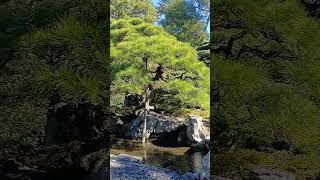 Inside Kyoto Imperial Palace  Gonaitei Garden [upl. by Eimac]