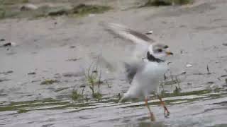 Piping Plover Green Dot going onshore [upl. by Stearne]