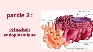 Réticulum Endoplasmique  Partie 2  Biologie cellulaire  2020 شرح بالدارجة [upl. by Baugh]