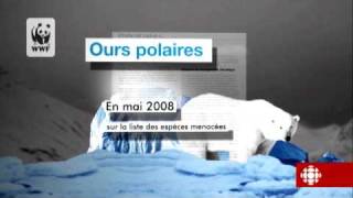 Découverte  Ours polaires en voie dextinction ou pas [upl. by Maffei261]