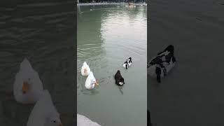 Geese VS Ducks Which Bird Rules the Pond [upl. by Binnings]