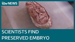 Scientists discover preserved embryo inside 66 millionyearold fossilised dinosaur egg  ITV News [upl. by Reube]