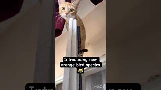 New orange bird 😹 cat dora funny catlover orangecat cats funnyanimals [upl. by Narhet]