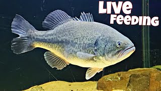 Largemouth Bass Eating Live Fish  1st Live Feeding [upl. by Nashbar]