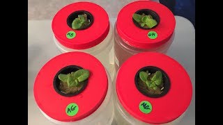 How To Start Seedlings For Hydroponic and The Importance of Proper Lighting [upl. by Ellehcit471]