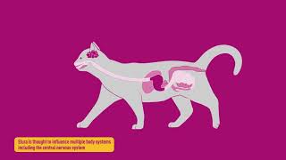 Elura™ capromorelin oral solution Mechanism of Action [upl. by Huberman]