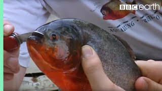 Holding a Red Bellied Piranha  Ultimate Killers  BBC Earth [upl. by Eiramit]