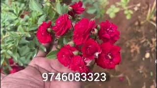 Red orchid rose combo offer rose roses roselover gardening plantlover [upl. by Socem]