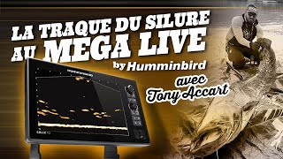 Traque du silure au sondeur Mega Live avec Tony Accart [upl. by Aneerol]