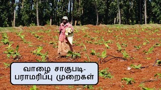 General Practices of Banana plantation  Tamil [upl. by Routh]