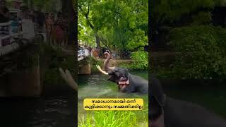 ഞാൻ ഒന്ന് കുളിച്ചോട്ടെ🫣😂 comedy elephantfunnyvideos funny cute [upl. by Moyna5]