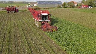 Twee Beet Eaters op één perceel Martijn van Gastel Ongekende topprestatie wat Vervaet levert [upl. by Rabin926]