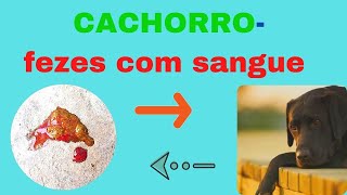 ENCONTROU SANGUE NAS FEZES DO CACHORRO  o que pode ser [upl. by Gemoets]