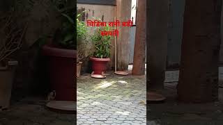 Chidiya Rani Badi Sayani pur pur kar Ud Jaati Hai actor Dinesh Lal Yadav ka Nirahua [upl. by Walling255]