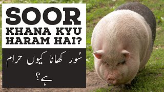 Pakistani Prophet – Soor Khana kyu Haram hai [upl. by Ardnek]