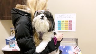 Shih Tzu Visits Veterinarian  Treatment For Dog’s Ear Irritation [upl. by Alda416]