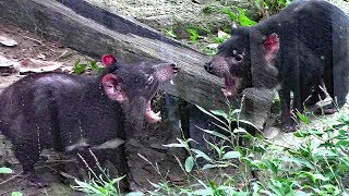 いがみあうタスマニアデビル（多摩動物公園）Tasmanian devil [upl. by Eissert]