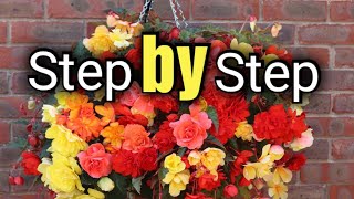 How to Create a Beautiful Begonia Hanging Basket  Gardening for Beginners [upl. by Dyl650]