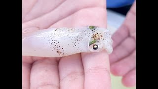 Squid with ColorChanging Spots is Natures Most Epic Trick [upl. by Nailuj]