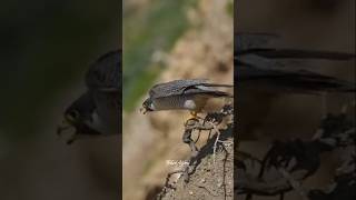 Falcon attack eagle 🦅 pigeon pigensfly automobile unfezzmyaccount kabutar pigeonfan punjabim [upl. by Anek559]